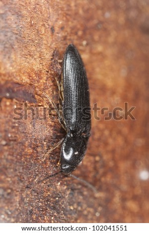 Click beetle, Ampedus nigrinus on wood, extreme close-up