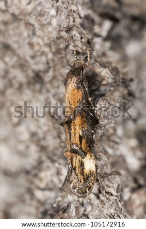 Small moth on wood, extreme close-up with high magnification