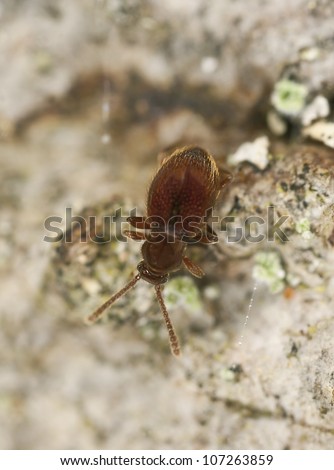 Ant like stone beetle, Scydmaenidae on wood, extreme close-up with high magnification