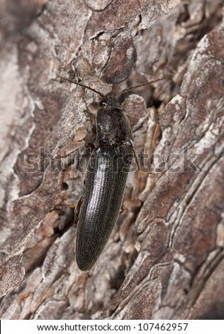 Click beetle on wood, macro photo.