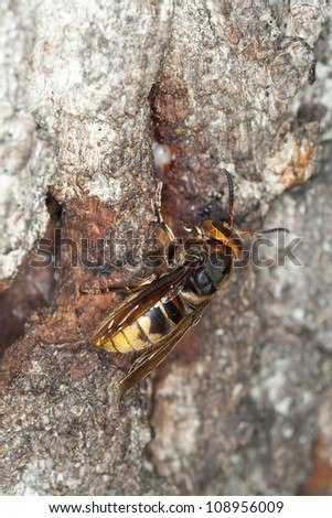European hornet (Vespa crabro) feeding on sap from oak, macro photo