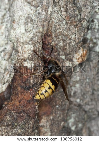 European hornet (Vespa crabro) feeding on sap from oak, macro photo