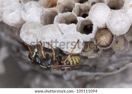 Common wasp, Vespula vulgaris and larva on wasp\'s nest, photographed with high magnification