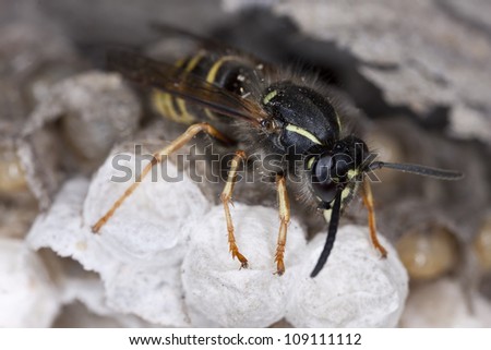 Common wasp, Vespula vulgaris and larva on wasp nest, photographed with high magnification