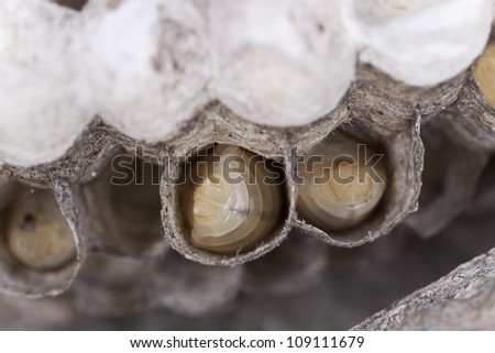 Common wasp, Vespula vulgaris larva in wasp nest cell, extreme close-up with high magnification