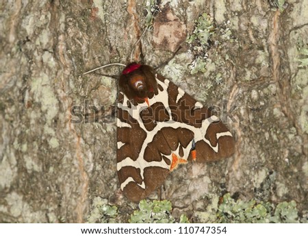 Garden tiger moth (Arctia caja) on oak, macro photo