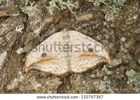 Pebble Hook-tip, Drepana falcataria resting on oak, macro photo
