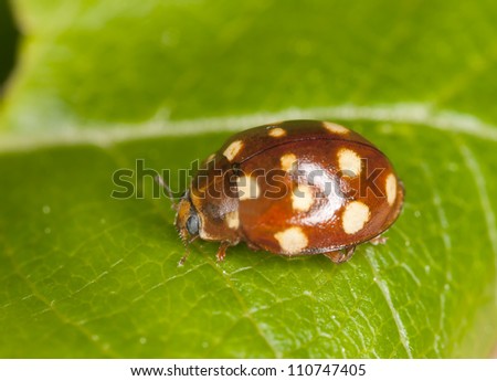 Ladybug sitting on leaf, extreme close-up with high magnification
