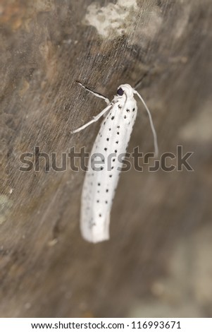 Bird-cherry Ermine moth (Yponomeuta evonymella) on net, extreme close-up