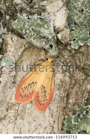 Rosy footman (Miltochrista miniata) sitting on oak, macro photo