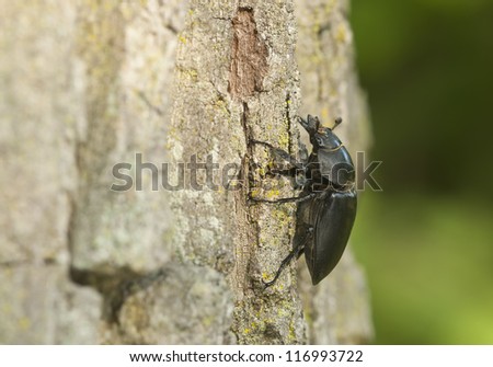 Female stag beetle, Lucanus cervus climbing oak, macro photo