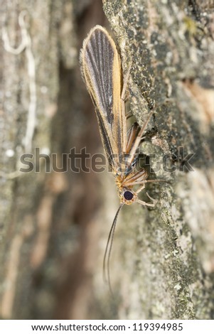 Small moth on wood, extreme close-up with high magnification