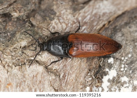 Rusty click beetle, Elater ferrugineus on oak, macro photo, this beetle is a rare dead wood insect