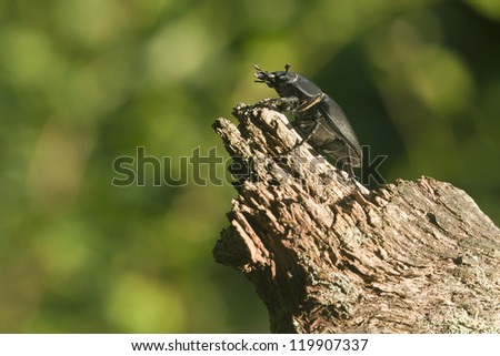 Stag beetle, Lucanus cervus on oak, macro photo