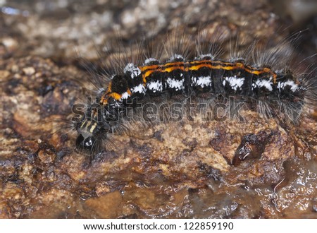 Moth larvae crawling on wood, macro photo