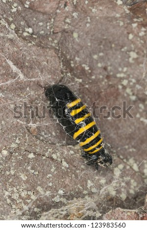 Black and yellow moth cocoon, macro photo