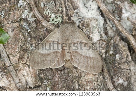 Fox Moth, Macrothylacia rubi on oak, macro photo