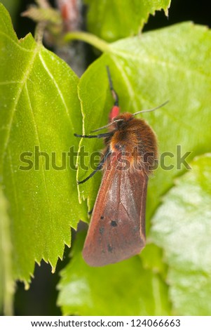 Ruby tiger moth (Phragmatobia fuliginosa ) sitting on leaf, macro photo