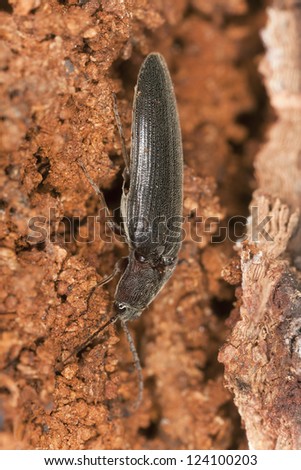Click beetle on wood, macro photo