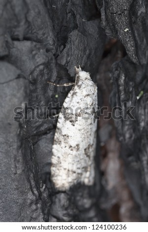 Small moth sitting on burnt pine tree, macro photo