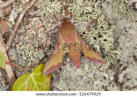 Small elephant hawk-moth, Deilephila porcellus on oak, macro photo