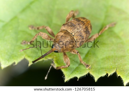 Hazelnut weevil Curculia nucum sitting on a leaf extreme macro with high magnification