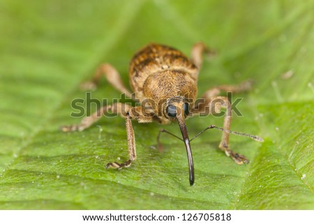 Hazelnut weevil Curculia nucum sitting on a leaf extreme macro with high magnification