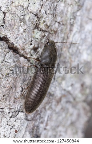 Click beetle, Elateridade on wood, macro photo