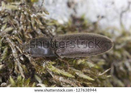 Click beetle, Elateridade on wood, macro photo
