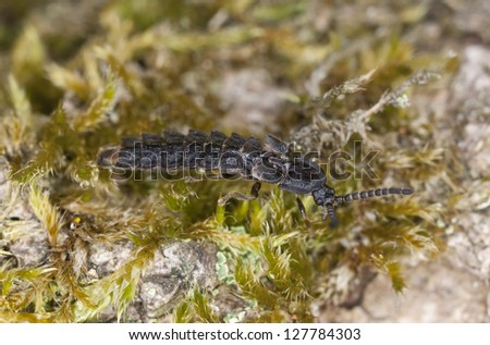 European lesser Glow worm, Phosphaenus hemipterus sitting on wood, extreme close up with high magnification