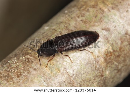 Click beetle, Hypoganus inunctus on hazel, macro photo
