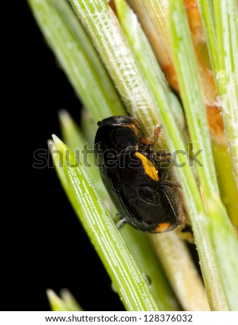 Cryptocephalus quadripustulatus leaf beetle on pine cone, extreme close-up macro photo