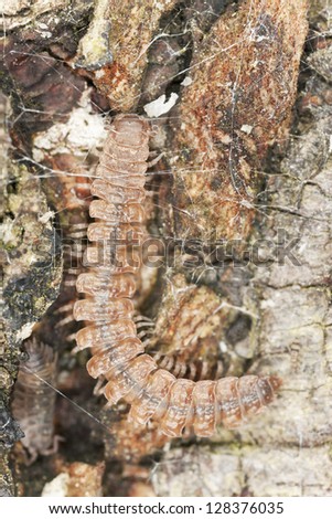 Flat-backed millipede, Polydesmidae on wood, extreme close-up with high magnification, woodlouse in the background