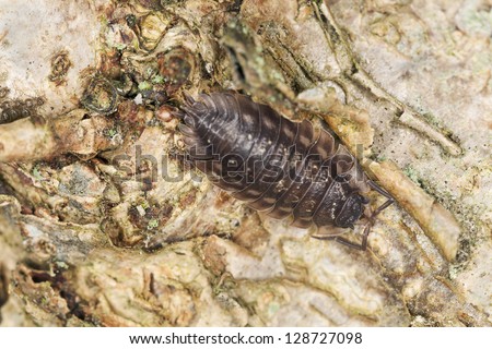 Woodlouse on oak, macro photo with high magnification