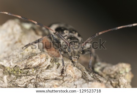 Leiopus nebulosus sitting on oak, macro photo
