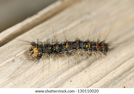 Moth larva crawling on wood, macro photo