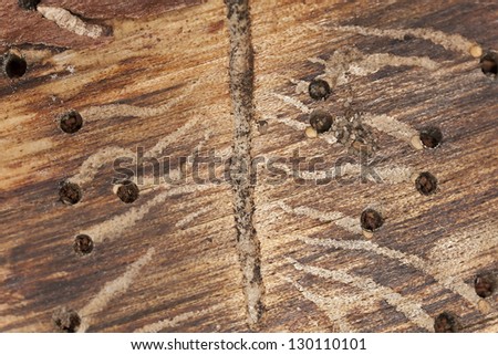 Damage on wood after beetle larva