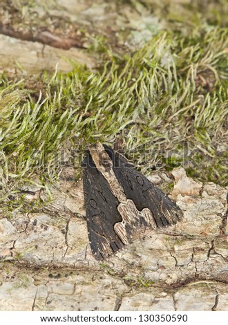 Small moth on tree, macro photo