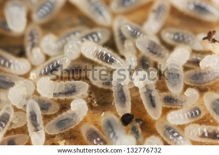 Lasius ant larva feeding, extreme close-up