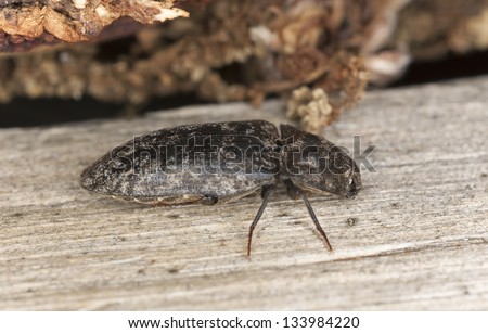 Click beetle, Agrypnus murina sitting on wood, macro photo