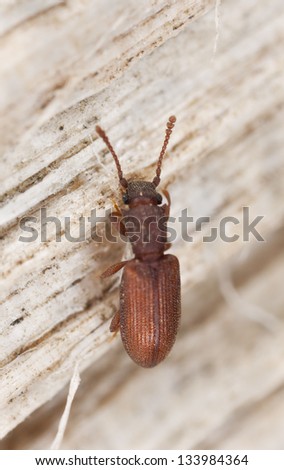 Two-toothed Grain Beetle, Silvanus bidentatus on wood, extreme close-up