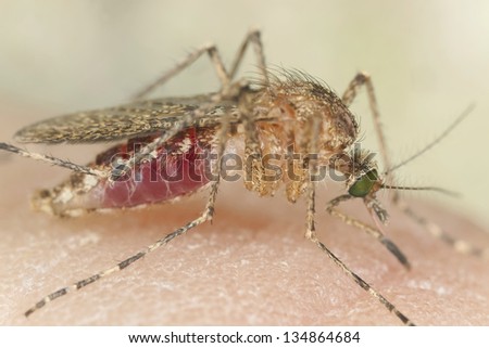 Mosquito sucking blood, macro photo with high magnification