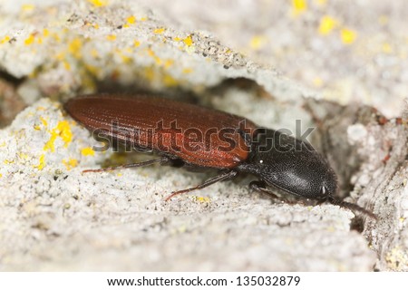 Click beetle, Ampedus hjorti on oak, macro photo