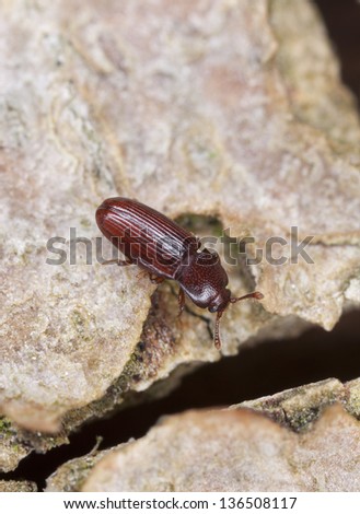 Wood living beetle on wood, extreme close-up