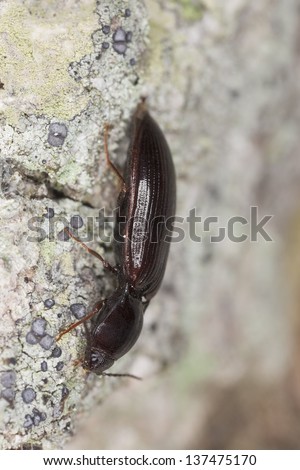Click beetle, Hypoganus inunctus on wood, macro photo