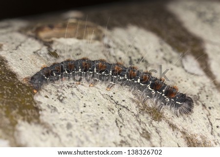 Moth larvae crawling on wood, macro photo