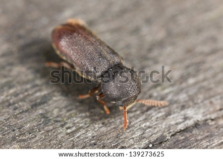 Comb-antenned wood borer, anobiidae on wood, extreme close-up