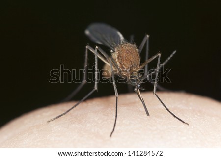 Mosquito sucking blood extreme close-up with high magnification Mosquito sucking blood extreme close-up with high magnification