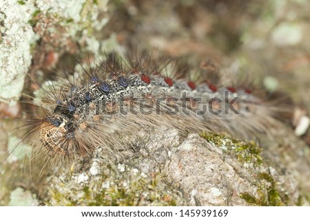 Gypsy moth, Lymantria dispar larva on oak, macro photo, this insect is a pest on woods