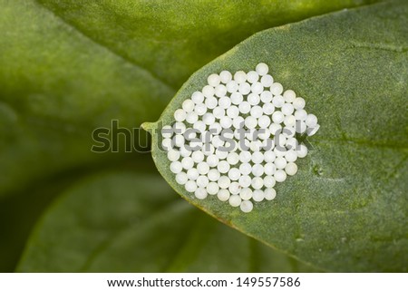 Butterfly eggs on fresh asparagus leaf, extreme close-up with high magnification